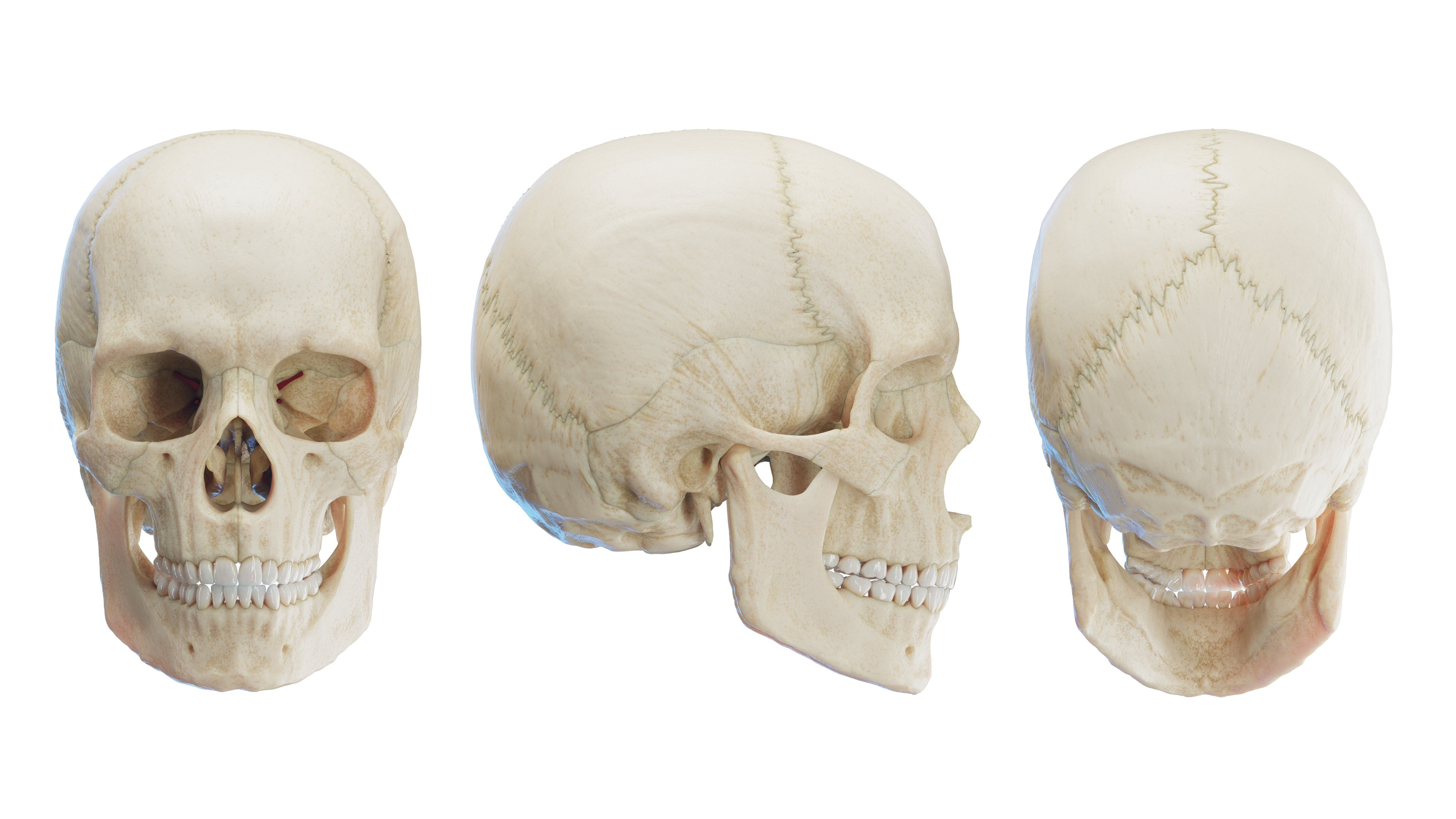 Os Hyoideum - Hyoid Bone